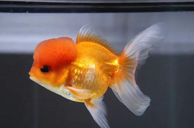 Premium Fancy Goldfish for Aquariums